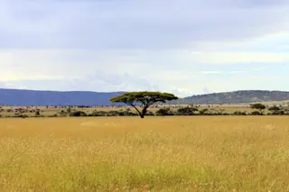 savanna.jpg