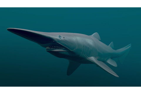 3D rendering of a goblin shark