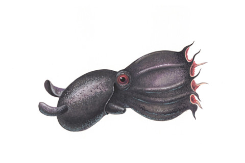realistic color scientific illustration vampire squid