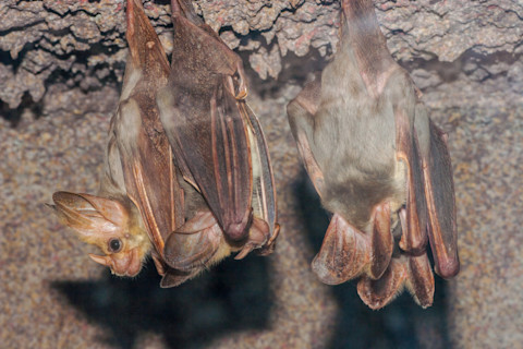 Australian Ghost Bats