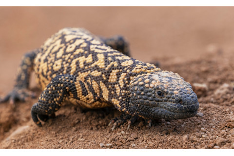 gila monster