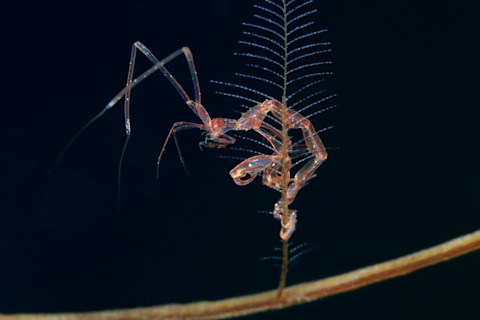 skeleton shrimp