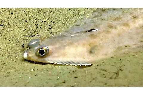 witch flounder