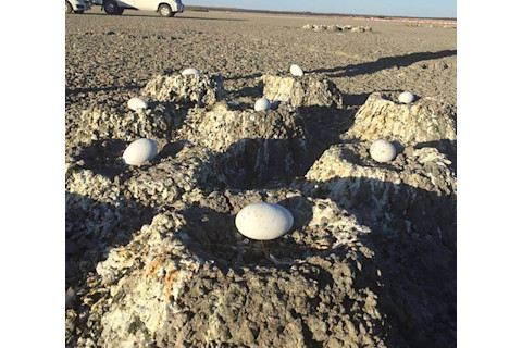 Lesser Flamingo Eggs, Drought - Linja Allen