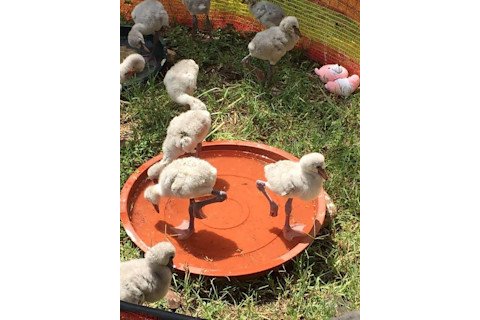 Flamingo Chicks - Gavan Mack