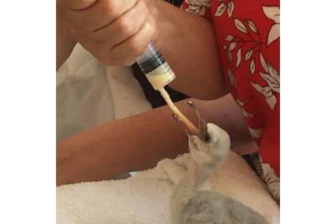 Hand Feeding Flamingo Chick - Gavan Mack