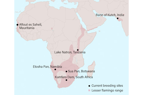 Lesser Flamingo Range Map - Smith/Discover