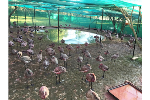 Flamingos at Rescue Center - Gavan Mack