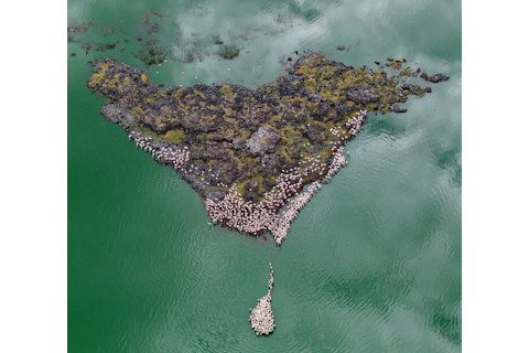 Lesser Flamingos - Paul McKenzie