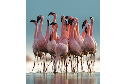 Lesser Flamingos 2 - Paul McKenzie