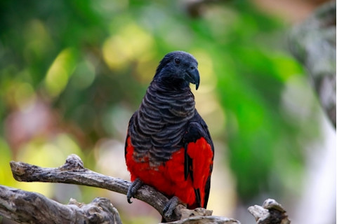 Dracula Parrot