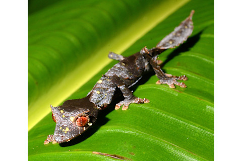 satanic leaftailed gecko