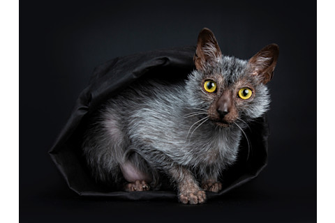 werewolf cat
