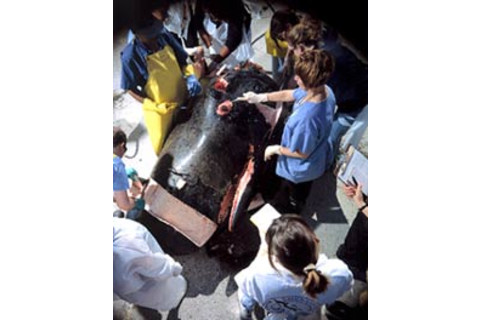 whale_1.jpg