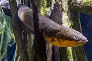 electric-eel