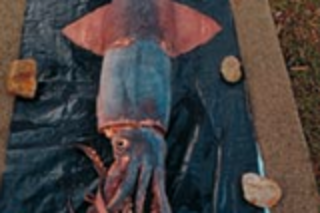Squid.jpg