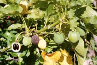 jatropha.jpg