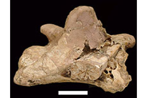 spino-ptero-rotating.jpg