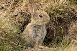 wild rabbit outside burrow