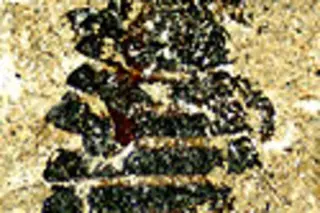 dinolice-resized.jpg