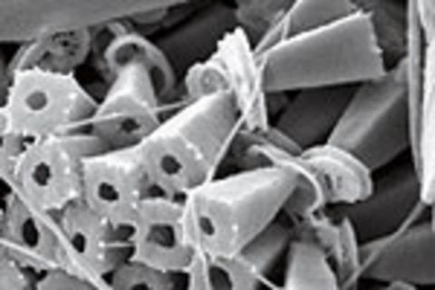 plankton-cocco-bundles.jpg