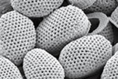 plankton-cocco-pillow.jpg