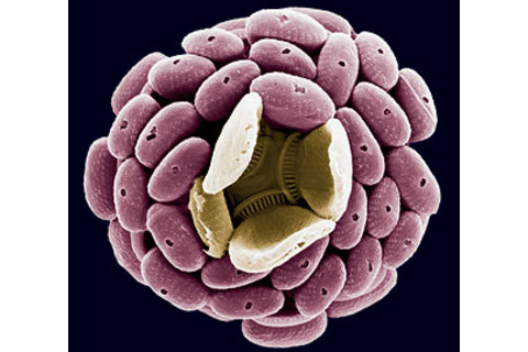 plankton-doubleplated.jpg