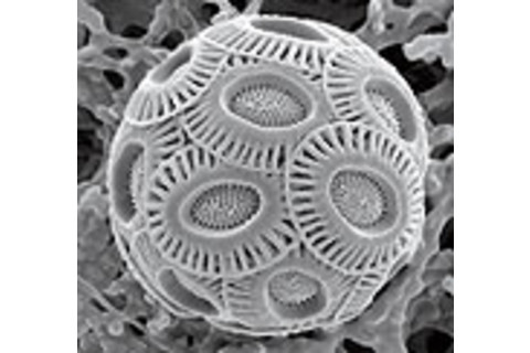 plankton-cocco2-1.jpg