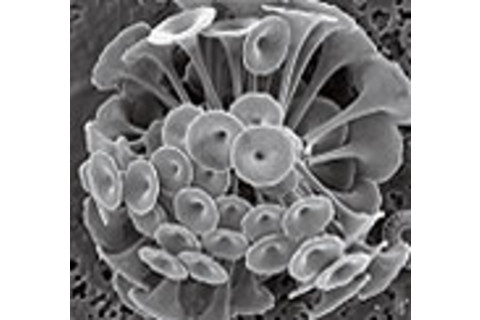 plankton-cocco2-3.jpg