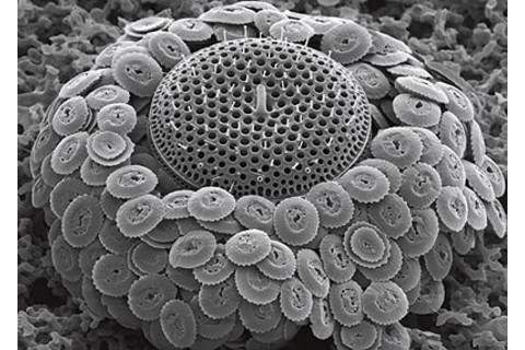 plankton-cocco2-big.jpg