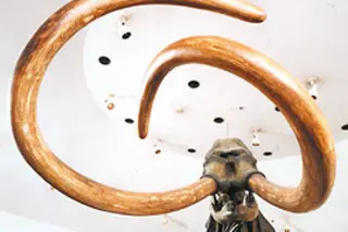 mammoth_opener.jpg
