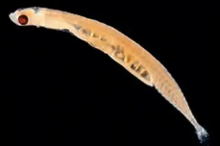 yis-fish94-rotating.jpg