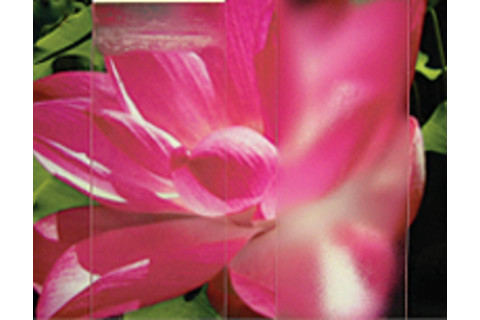 rd-flower.jpg