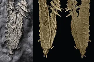 Ancient Arthropod that was Preserved in Gold