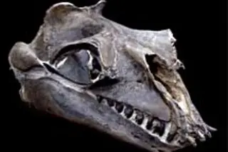 whaleskull220.jpg