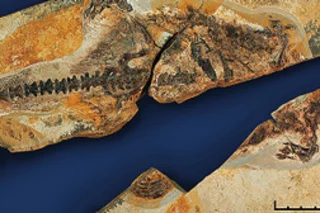 d-fossil.jpg