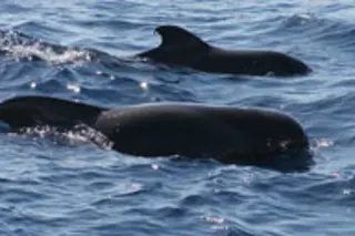 pilot-whales.jpg