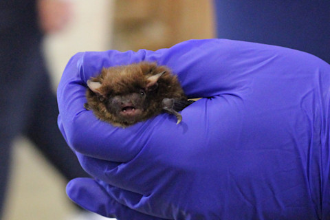 Big Brown Bat