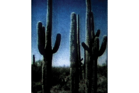 cactussharp2.jpg