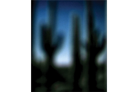 cactusfuzzy.jpg