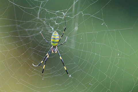 Joro Spider