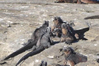 iguans-250.jpg