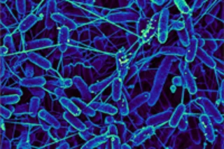 bacteria-200.jpg