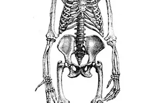 australopithecus.jpg