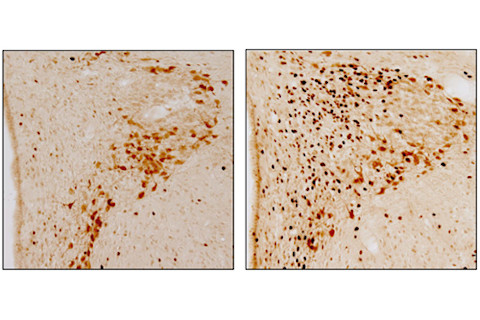 ratneuron.jpg