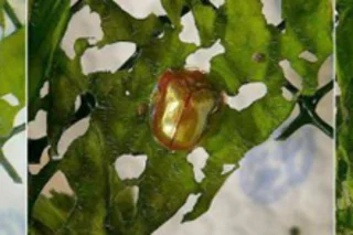 tortoise_beetle.jpg