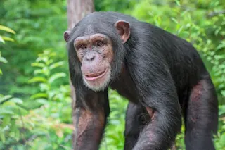 Chimpanzee