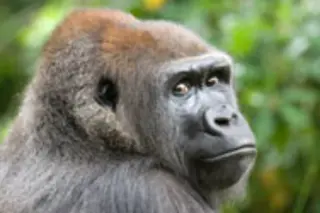 gorilla.jpg