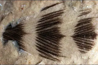 fossil-feather.jpg