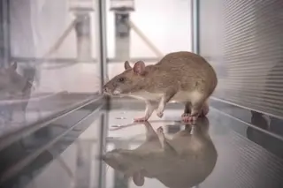 Rat used to detect contraband in an airport or harbor
